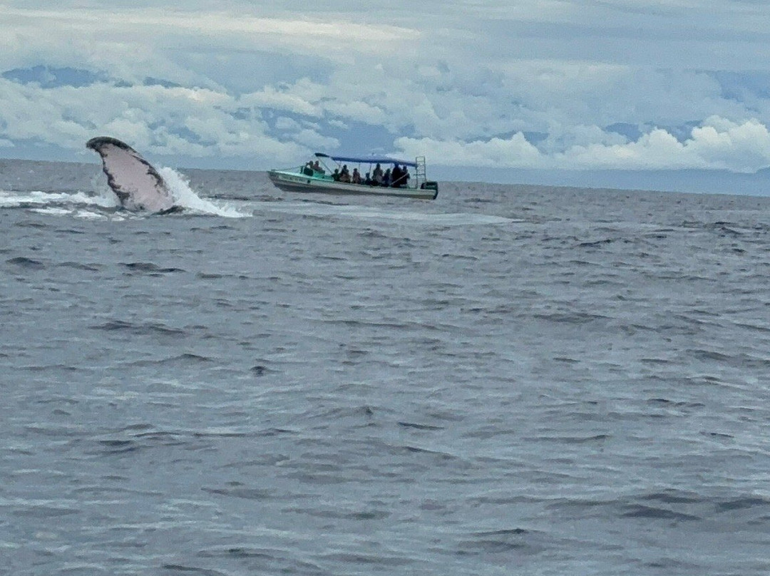 Caño Divers-德雷克湾必去景点