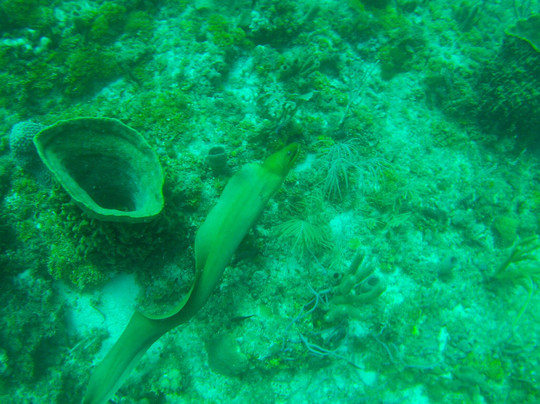 South Florida Diving Headquarters-庞帕诺比奇必去景点