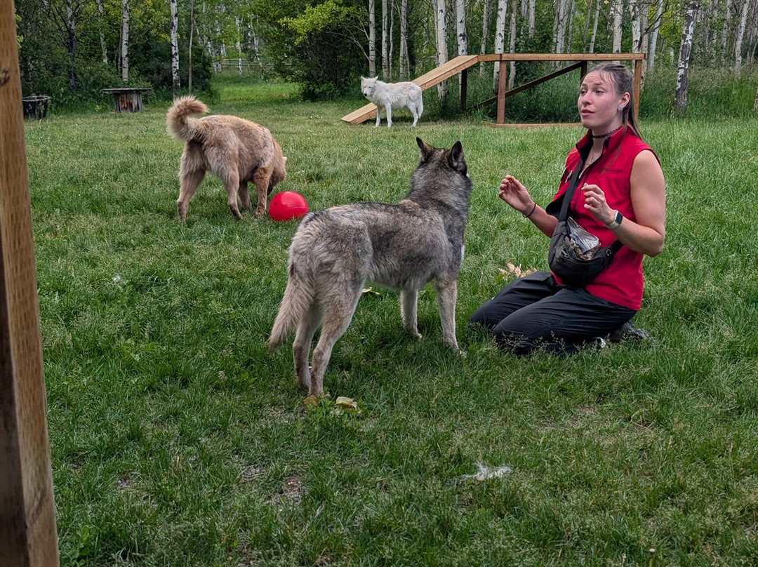 Yamnuska Wolfdog Sanctuary-科克伦必去景点