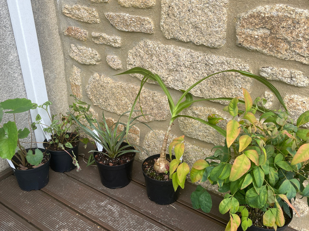 Hardy Exotics-彭赞斯必去景点