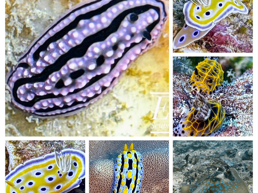 Scuba Duka-迪亚尼必去景点