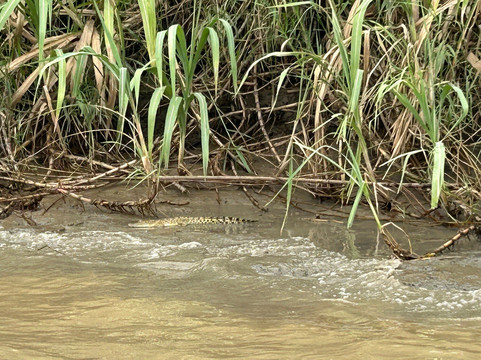 Sepilok Tropical Wildlife Adventure-山打根必去景点