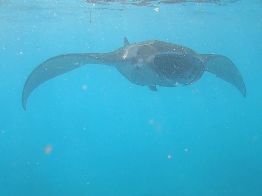 Snorkeling at Nusa Penida