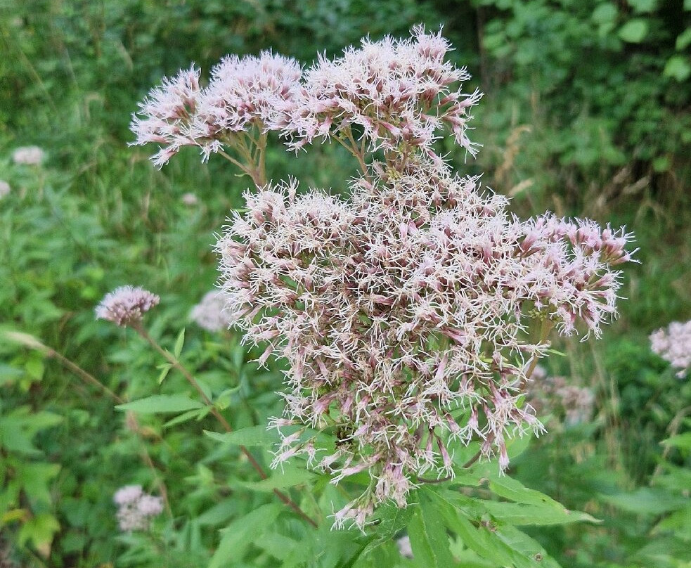 Waldgasthof Wildbad主图