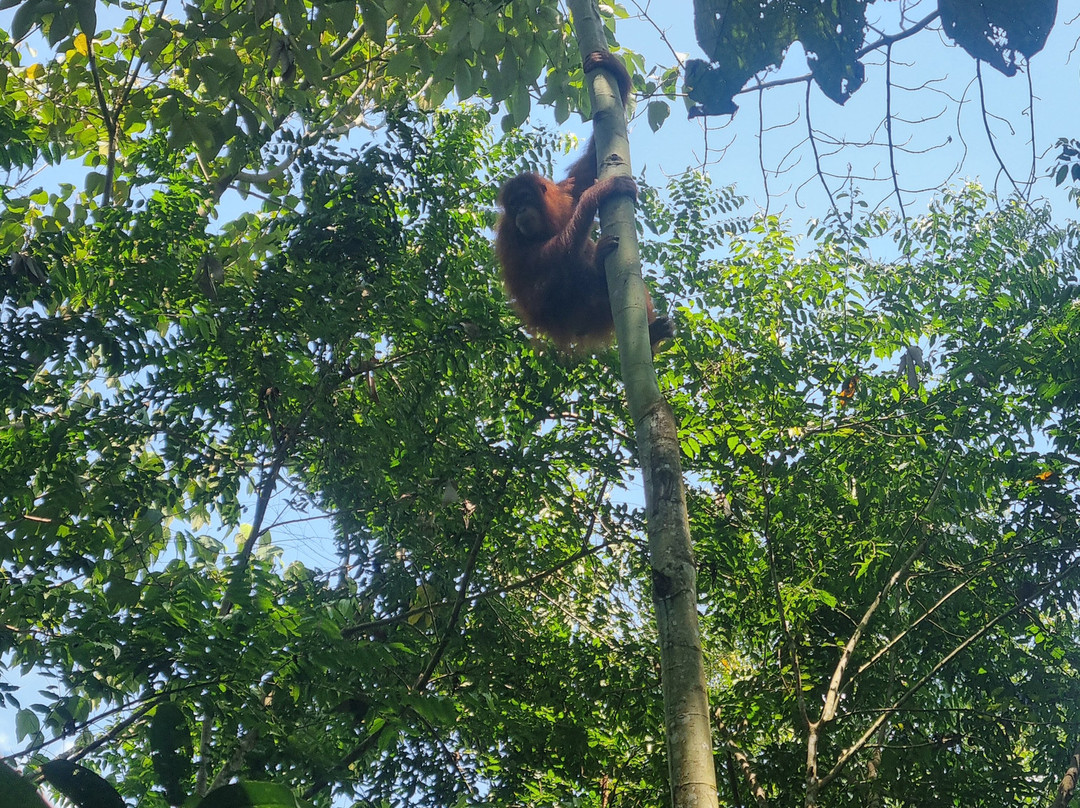 Explore Sumatra Trekking-武吉拉旺必去景点