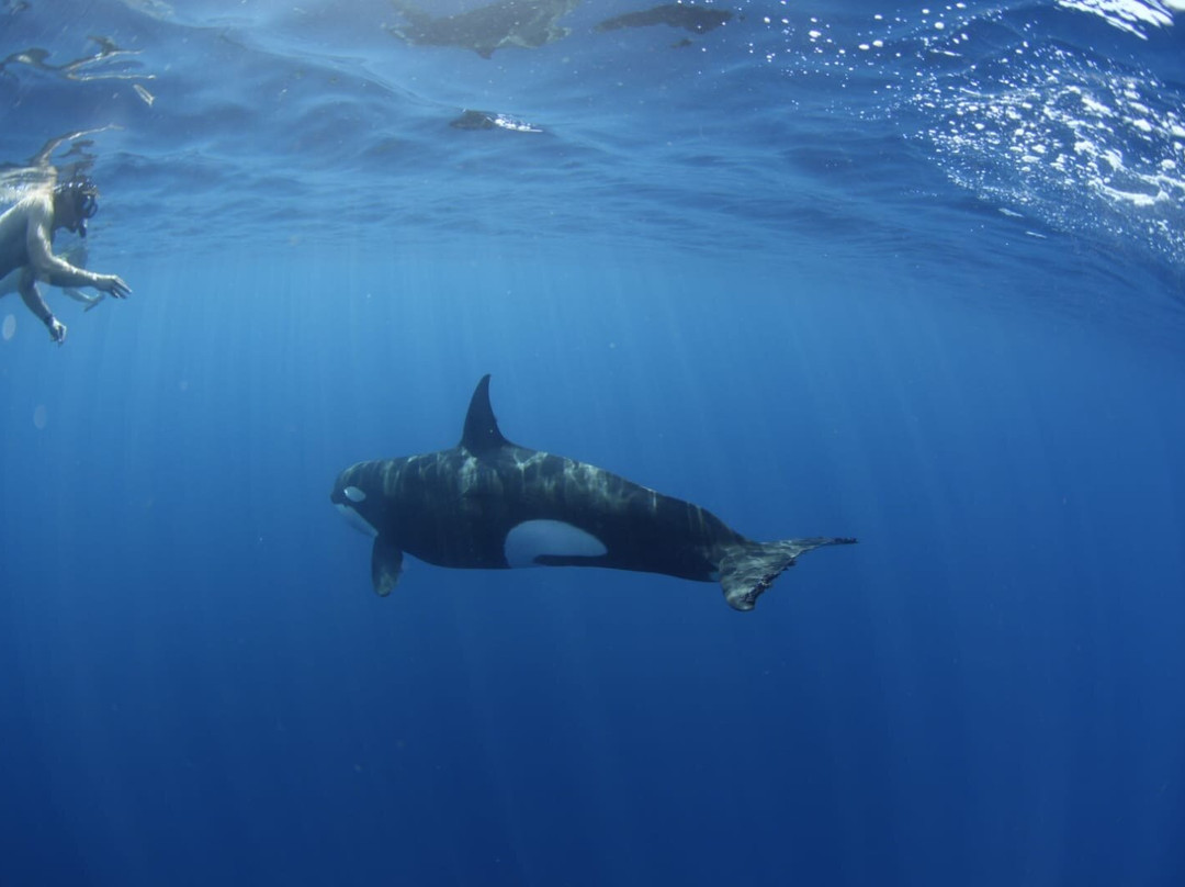 Baja Underwater Expeditions-La Ventana必去景点