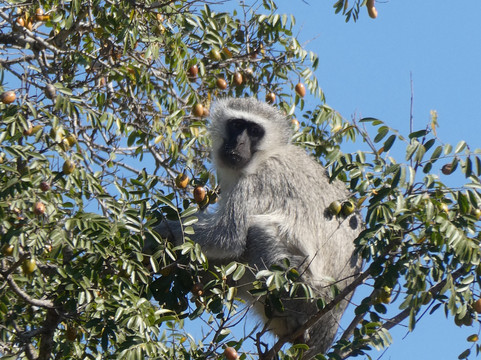My Africa Safaris-霍德斯普鲁特必去景点