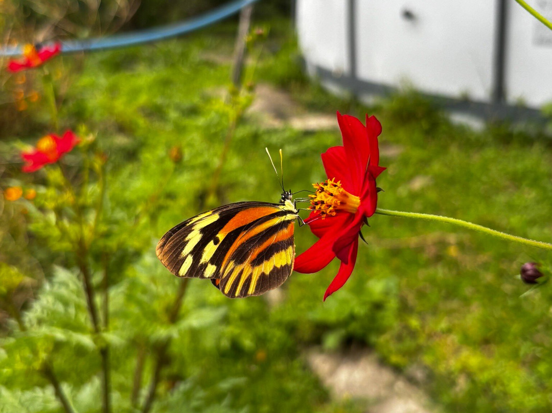 La Piedra Del Indio Waterfalls-Tilaran必去景点