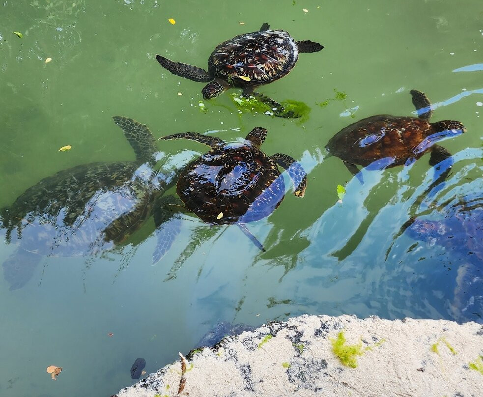 Baraka Natural Aquarium