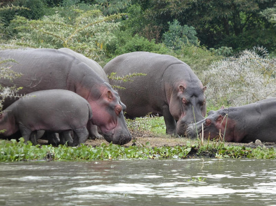 Bongo Safaris.-蒙巴萨必去景点
