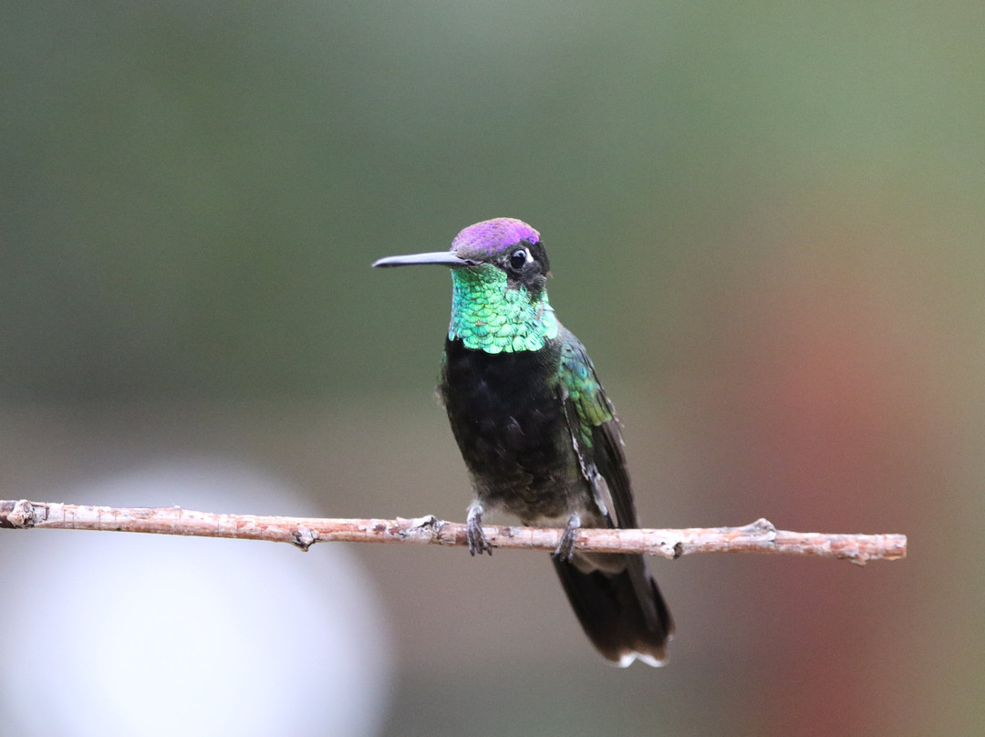 Santa Rita Lodge主图