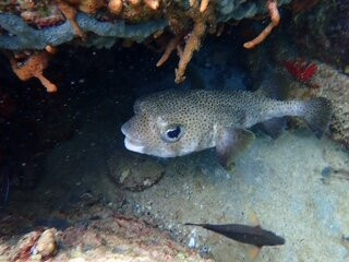 Scooter Snorkeling-英吉利海港必去景点