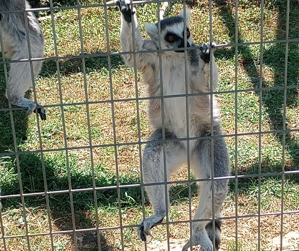 Family Traditions Animal Adventure-West Union必去景点