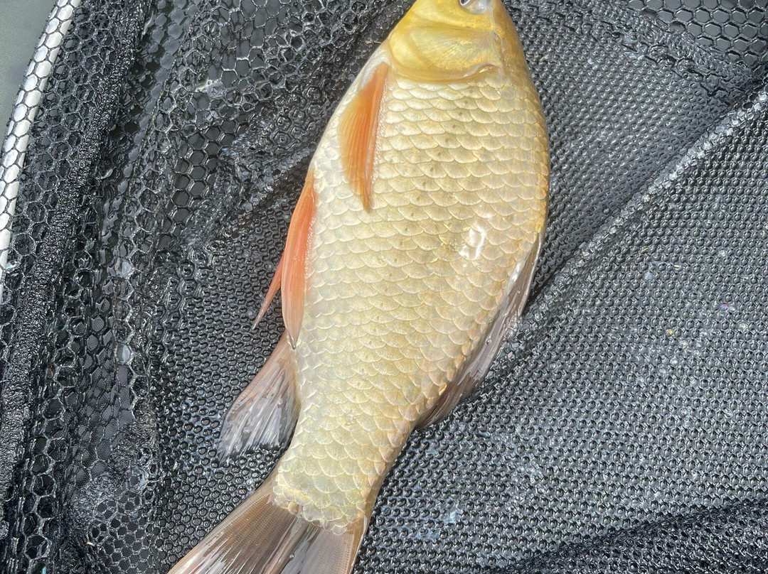 Foxholes Lake-Tansley必去景点