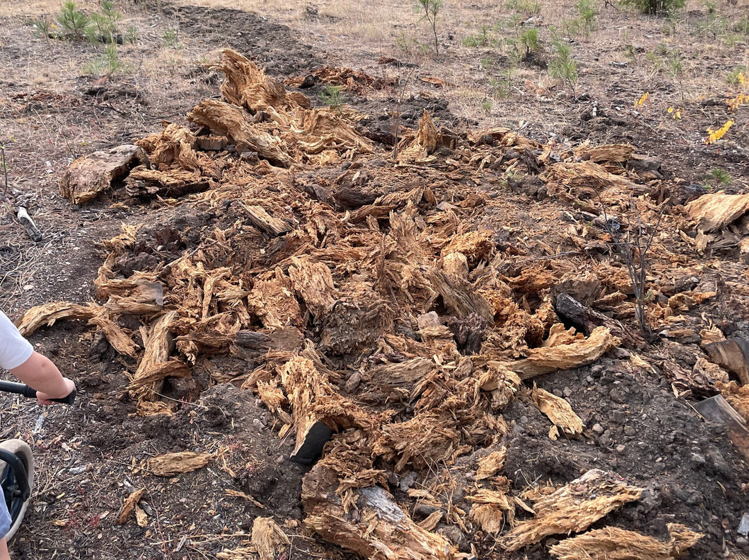 Post Falls Community Forest