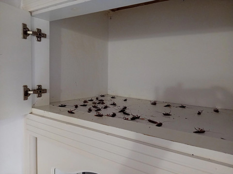 沙滩度假村主图