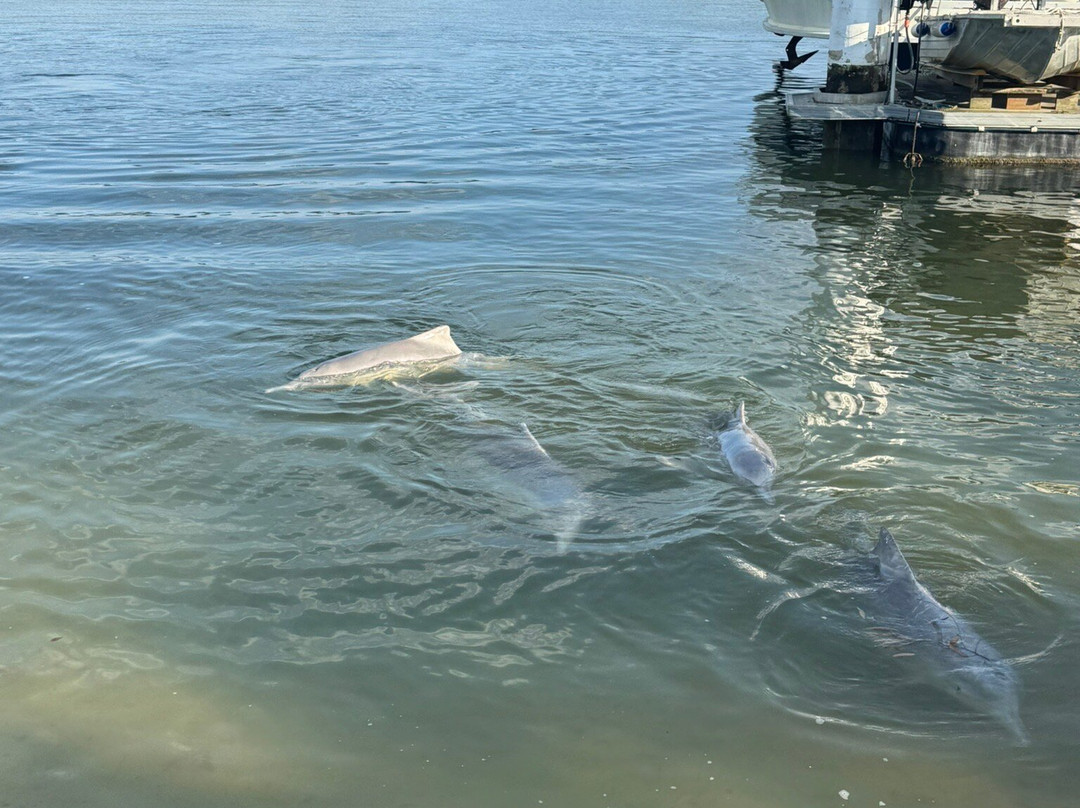 Barnacles Dolphin Centre-Tin Can Bay必去景点