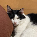 ChesireCats