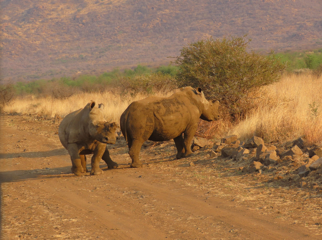 Pilanesberg National Park-太阳城必去景点