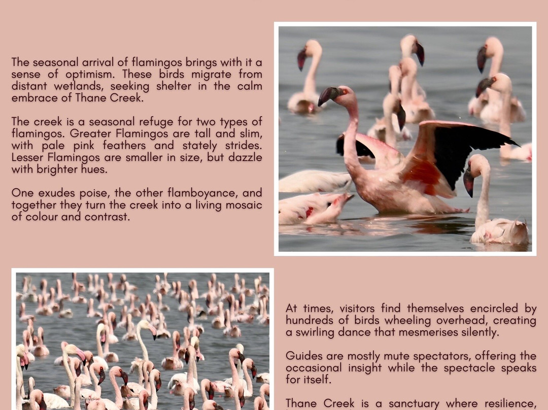 Thane Creek Flamingo Sanctuary-新孟买必去景点