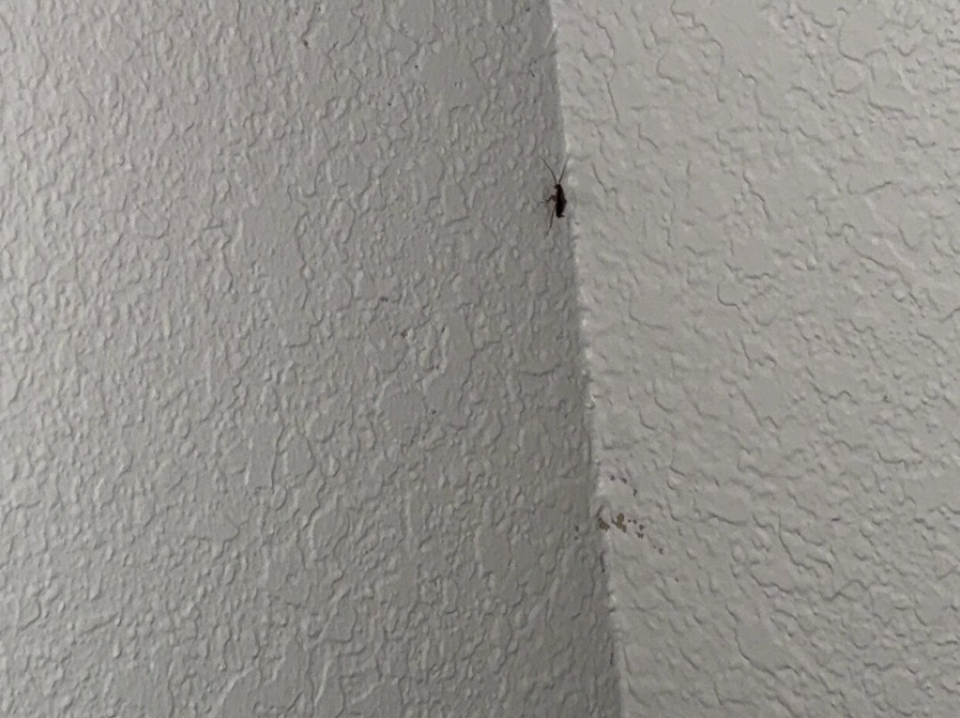 Comfort Suites主图