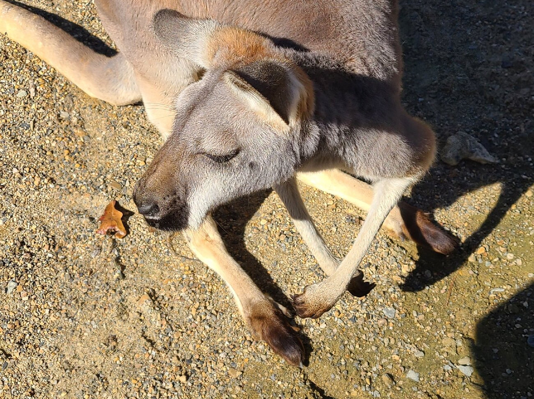 Beavers Bend Safari Park