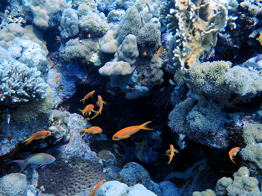 Aquarius Diving Club-马卡迪湾必去景点