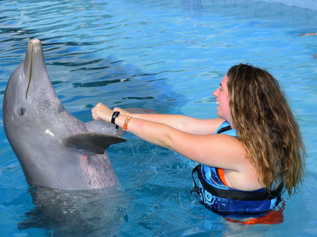 Dolphin Discovery Tulum - Akumal-艾库玛尔必去景点