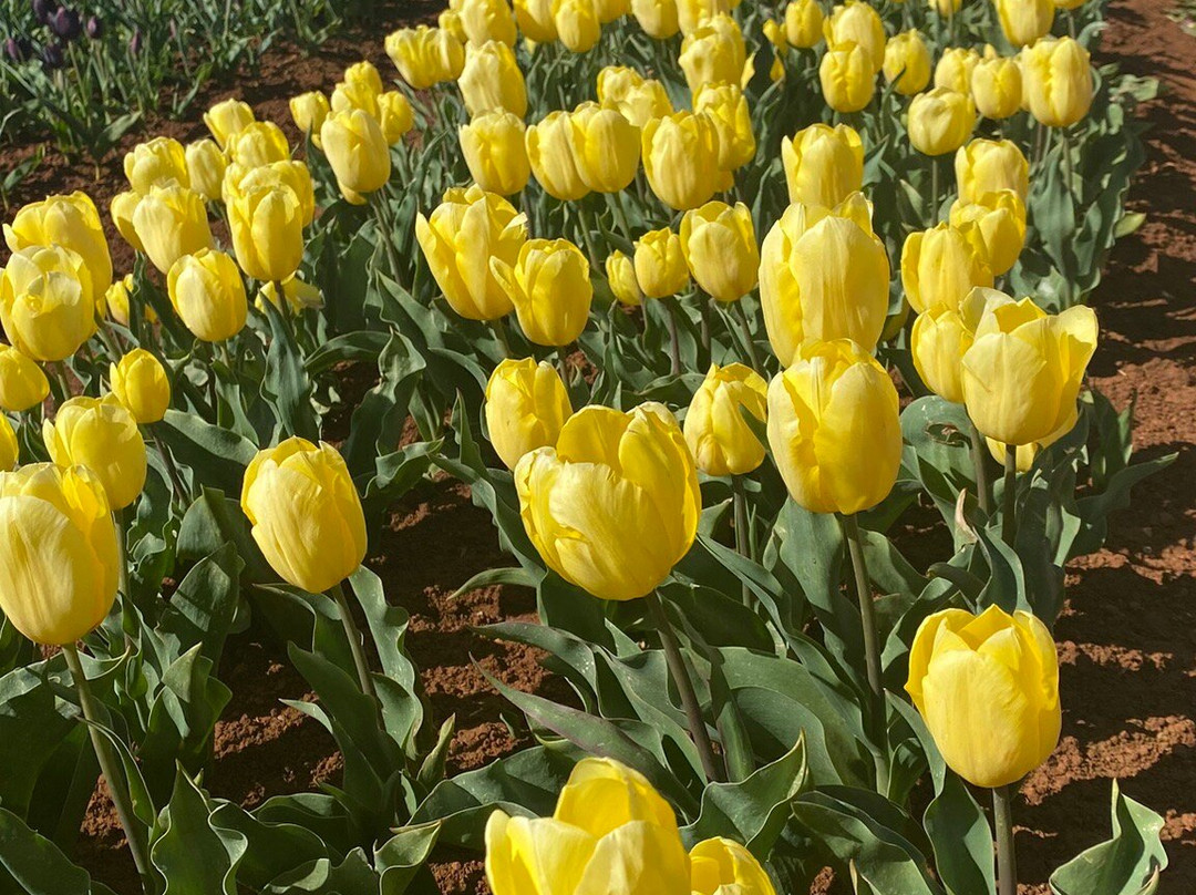 Table Cape Tulip Farm-温耶德必去景点