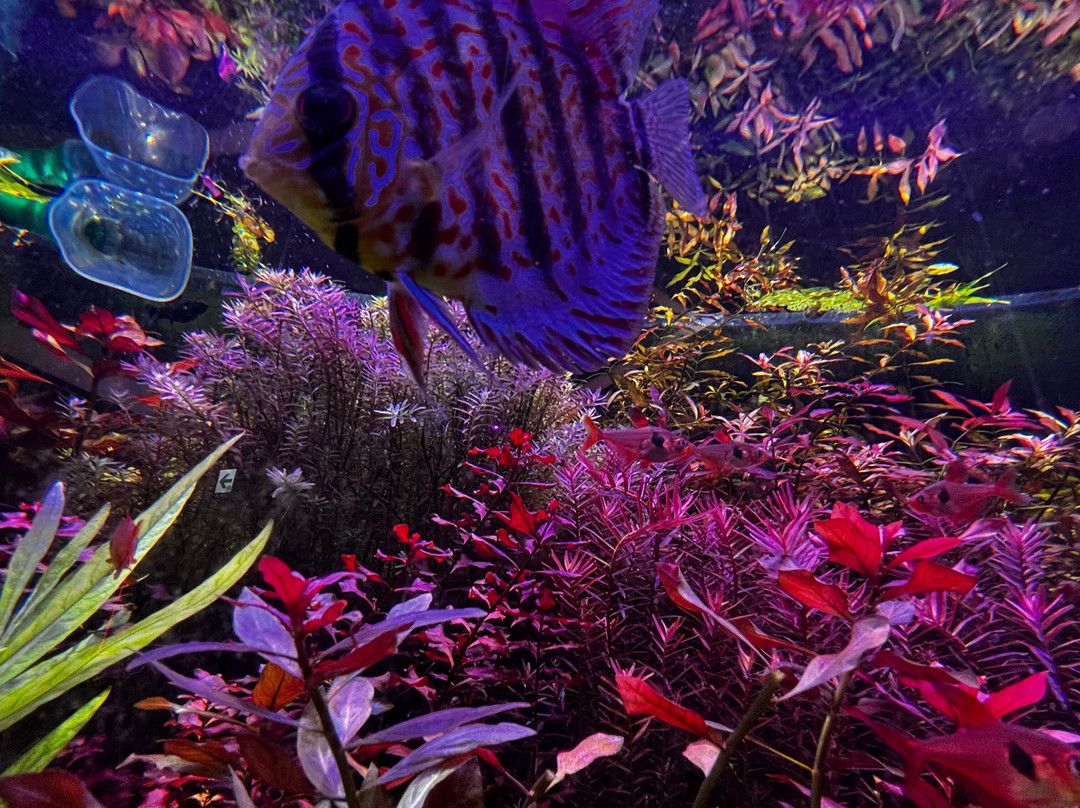 Uws Aquarium Ga Kyo-Daiba必去景点