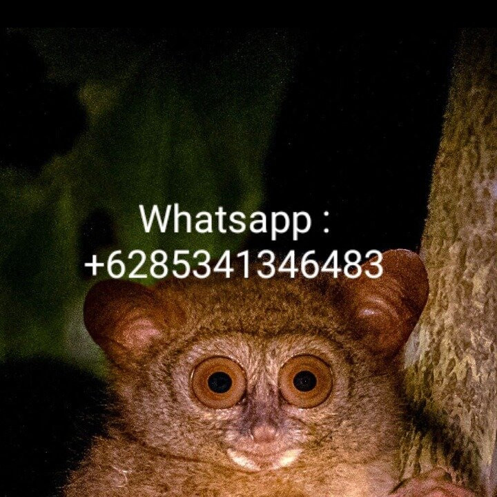 Tentena wildlife tour and Lorelindu national park