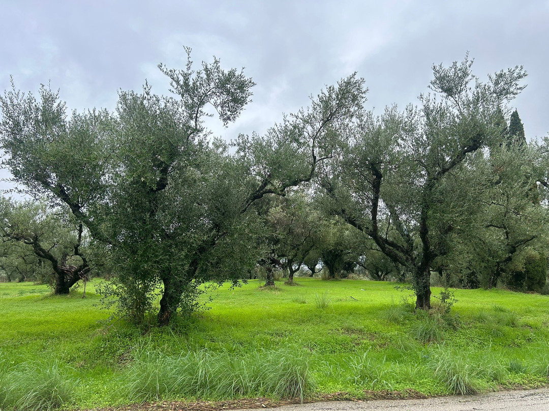 OREO PRIVATE TRANSFERS-扎金索斯必去景点