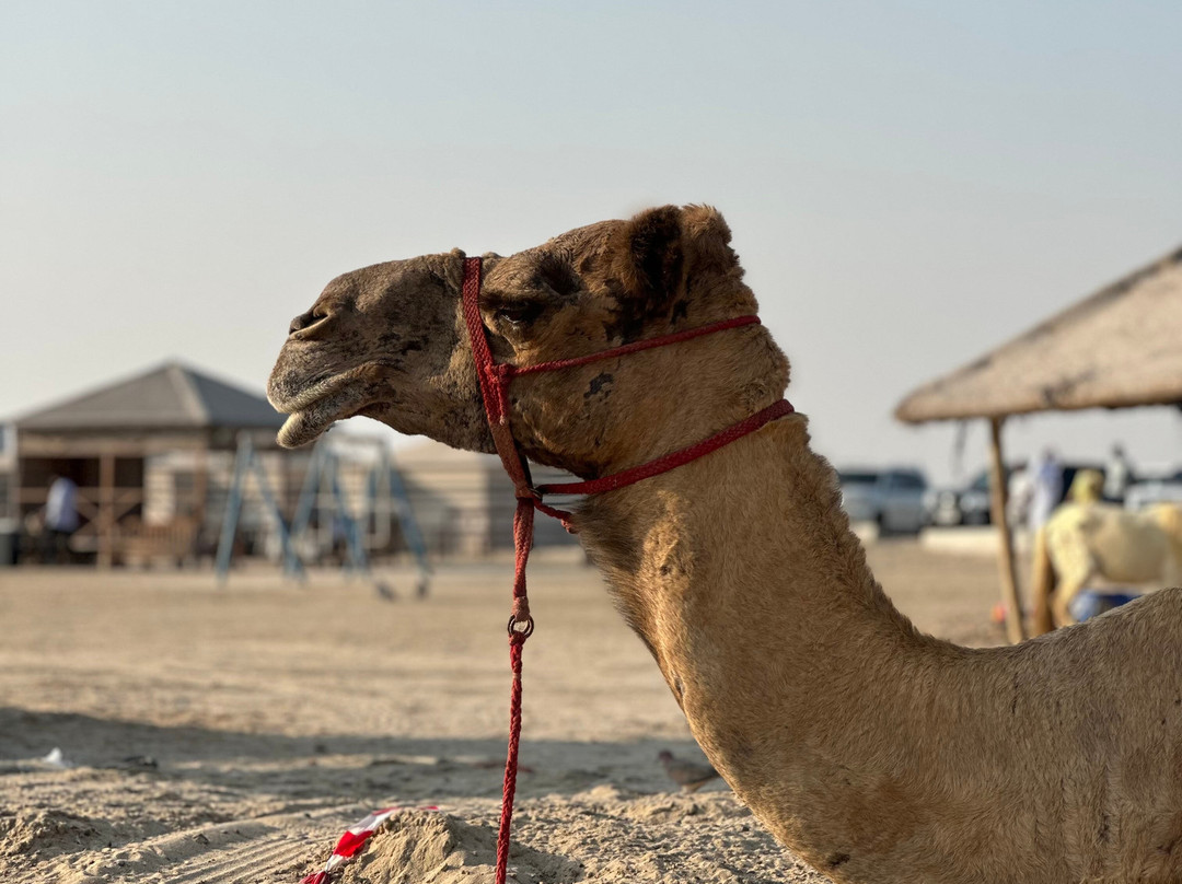 OceanAir Travels Doha-多哈必去景点