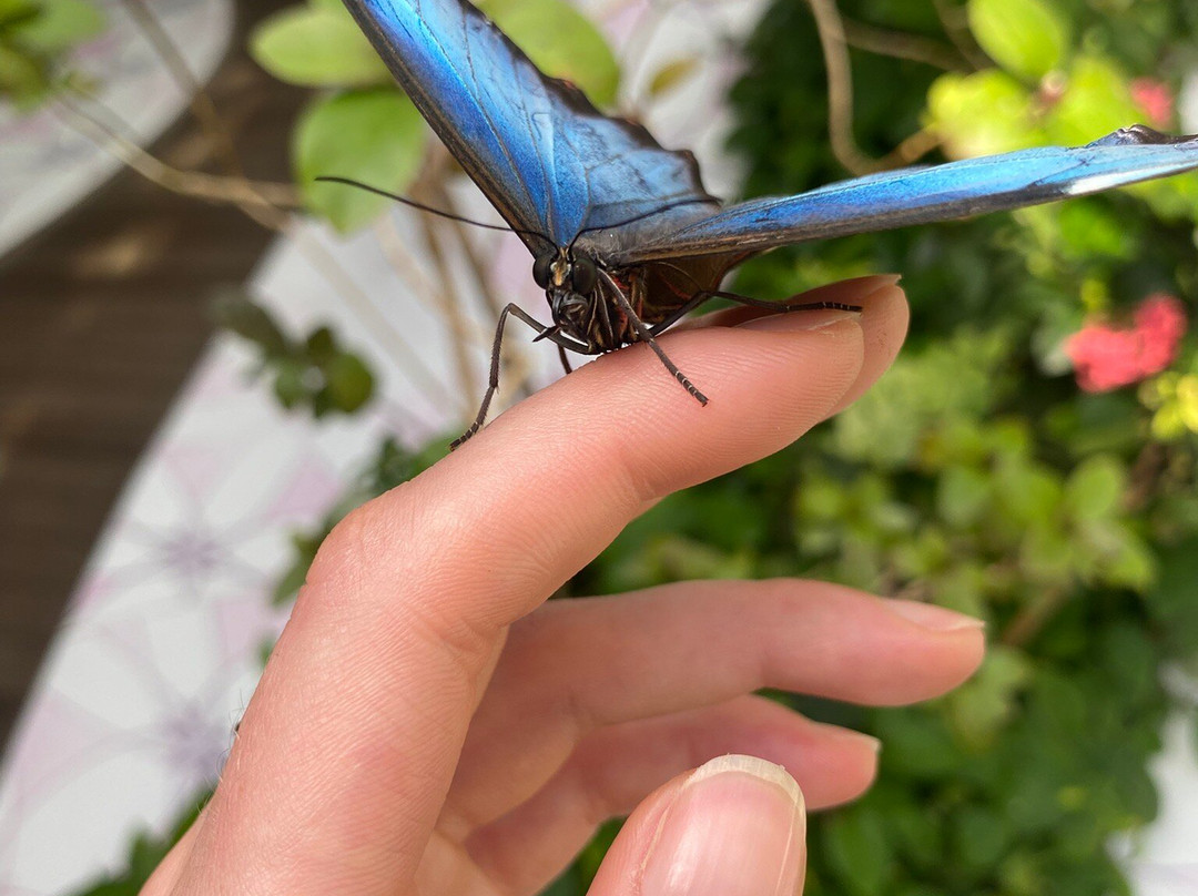 Al Noor Island-沙迦必去景点