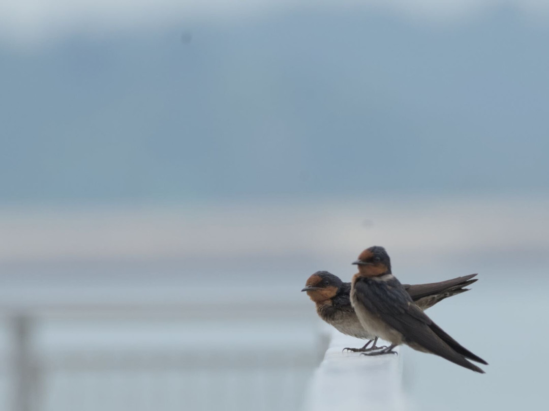 Pulau Ubin Nature and Kampong Walk-乌敏岛必去景点