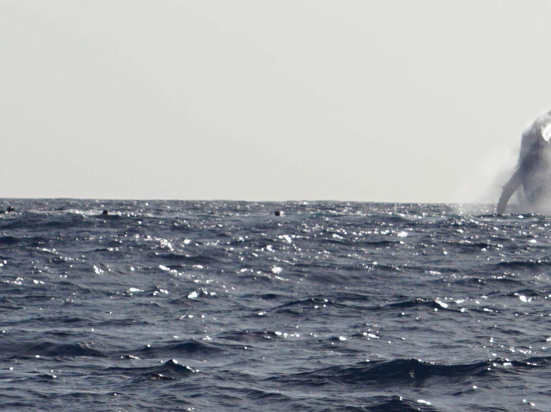 Fluid Tahiti-帕皮提必去景点