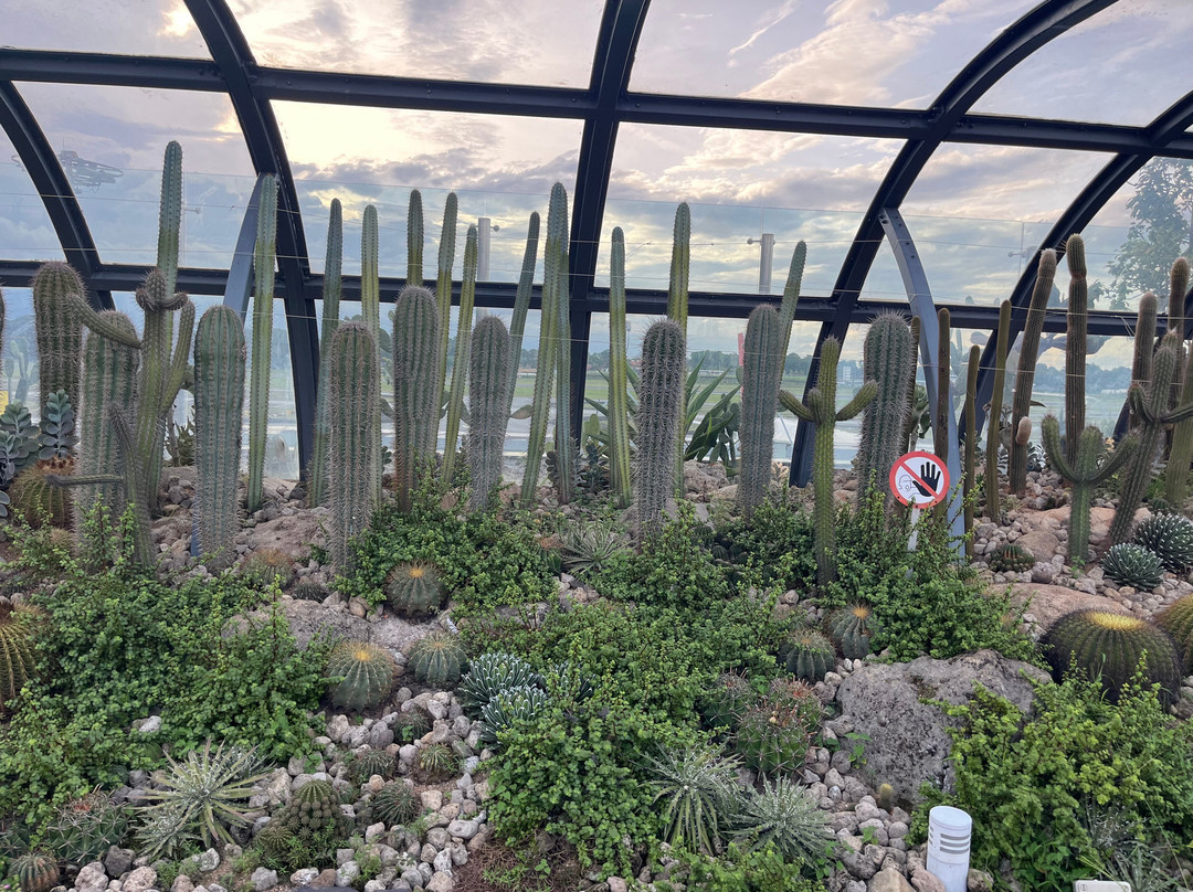 Cactus Garden-新加坡必去景点