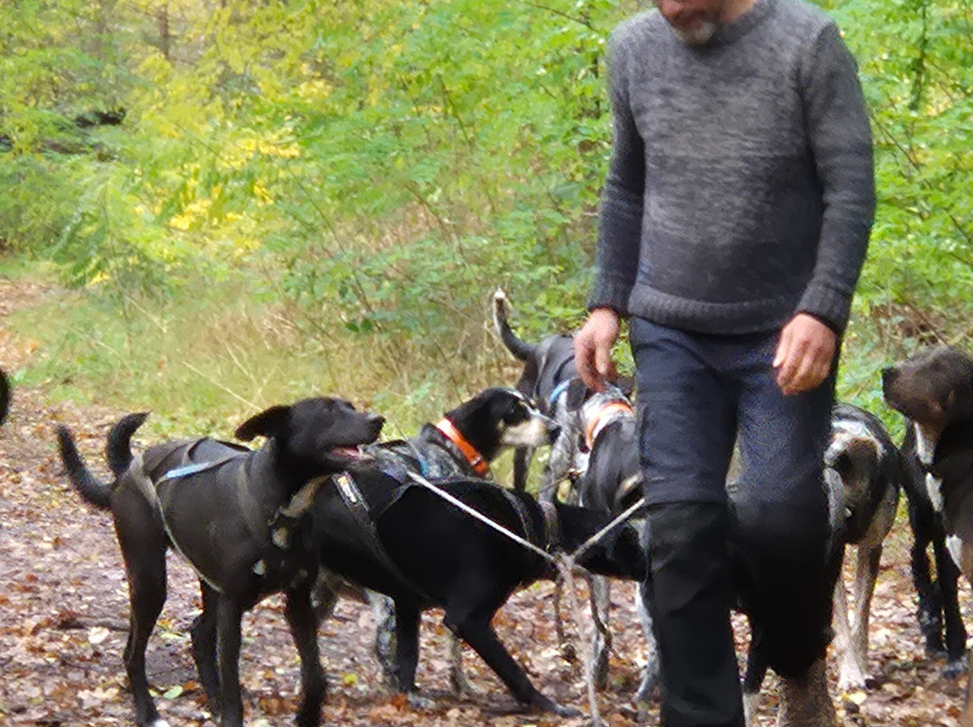 Evasion Canine-枫丹白露必去景点