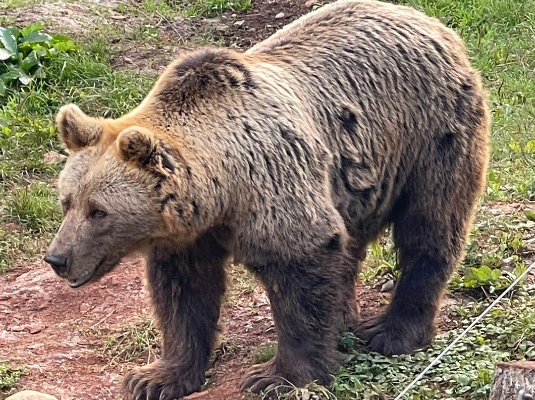 Bear Sanctuary-Kuterevo必去景点