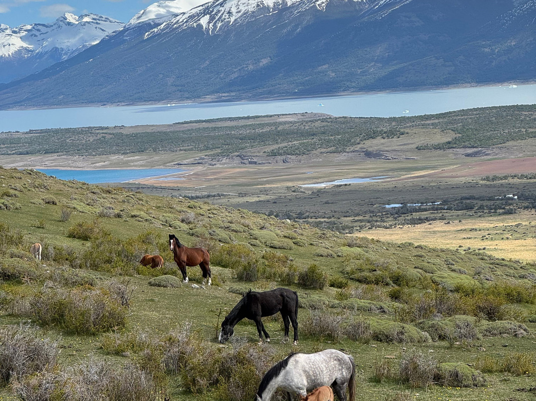 Cabalgata del Glaciar-埃尔卡拉法特必去景点