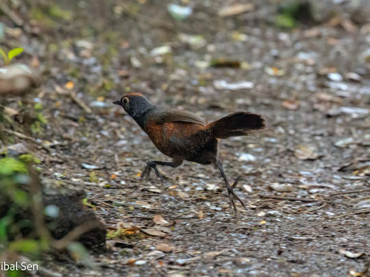 Birds Chile-巴拉斯港必去景点