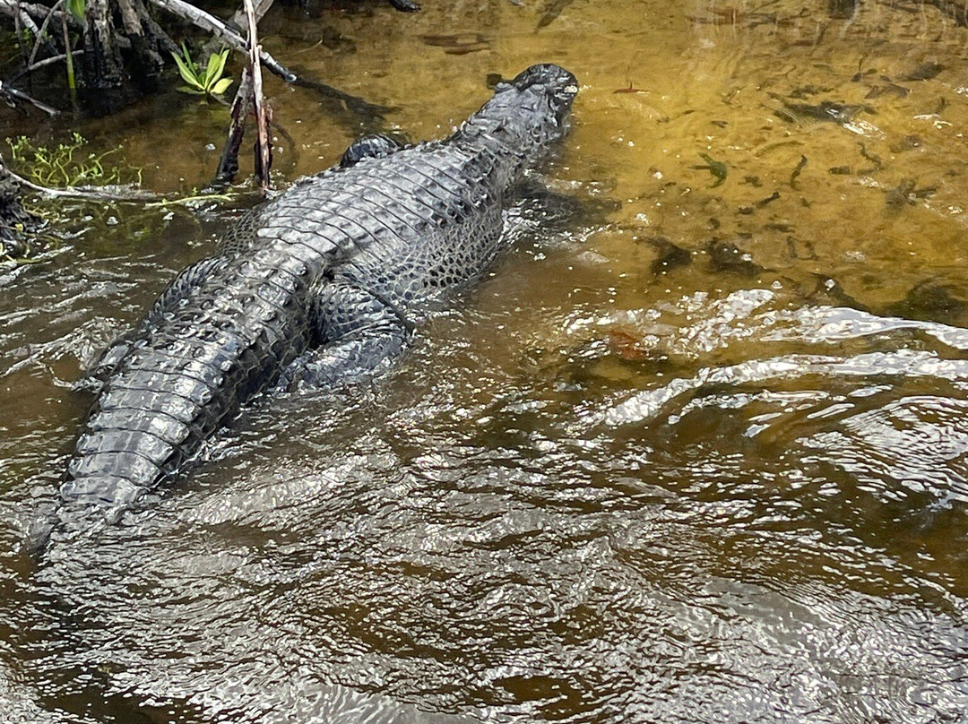 Wooten's Everglades Airboat Tour-奥乔皮必去景点