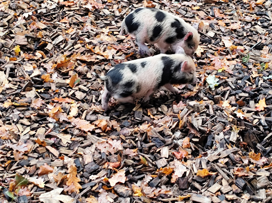 Zoo de La Fleche-La Fleche必去景点