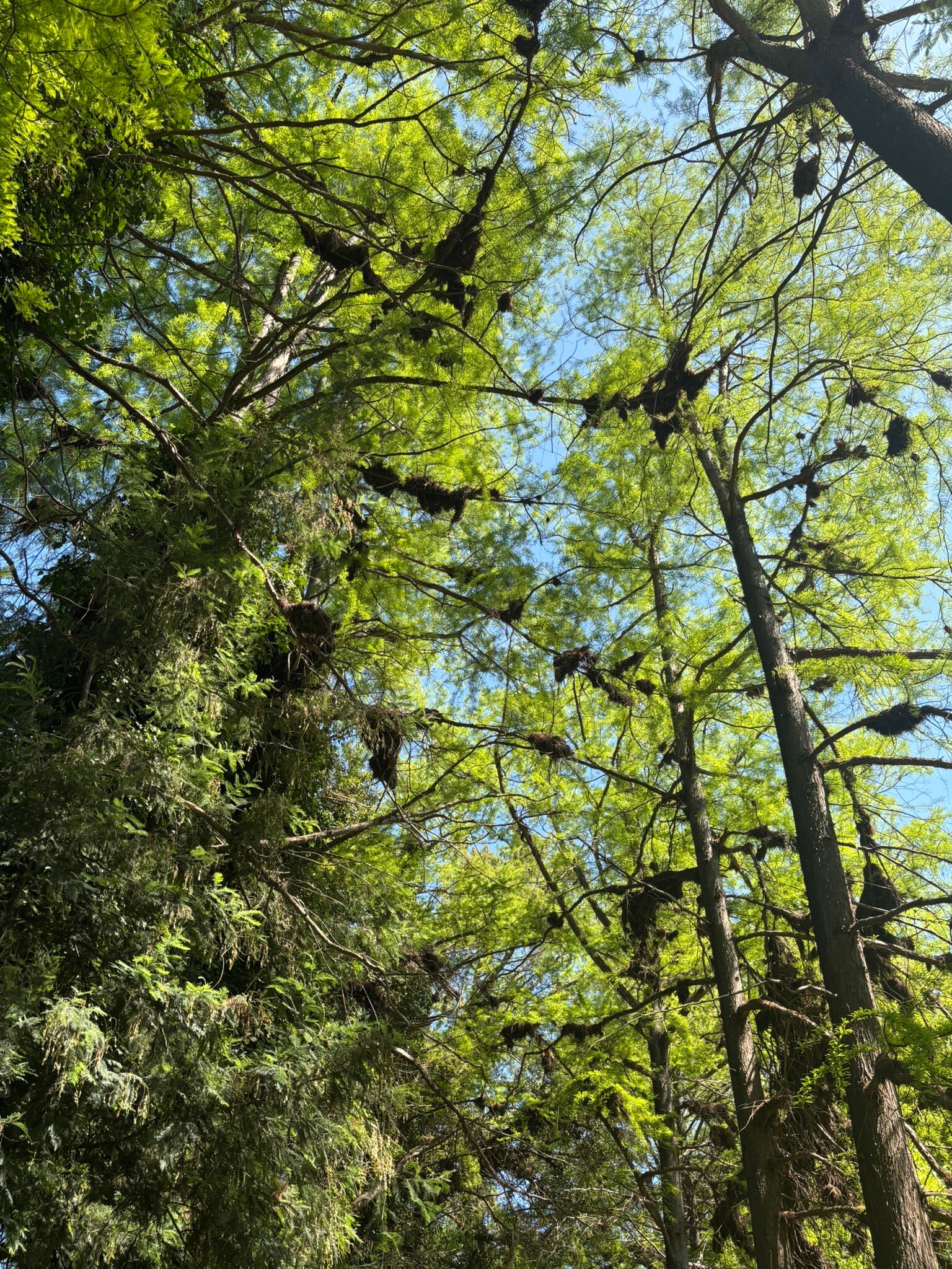 Termas De Panimavida-官方