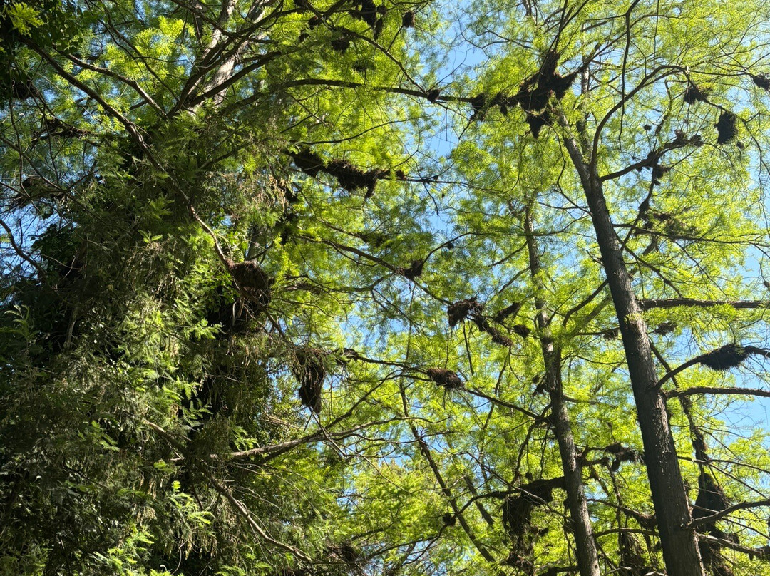 Termas De Panimavida主图