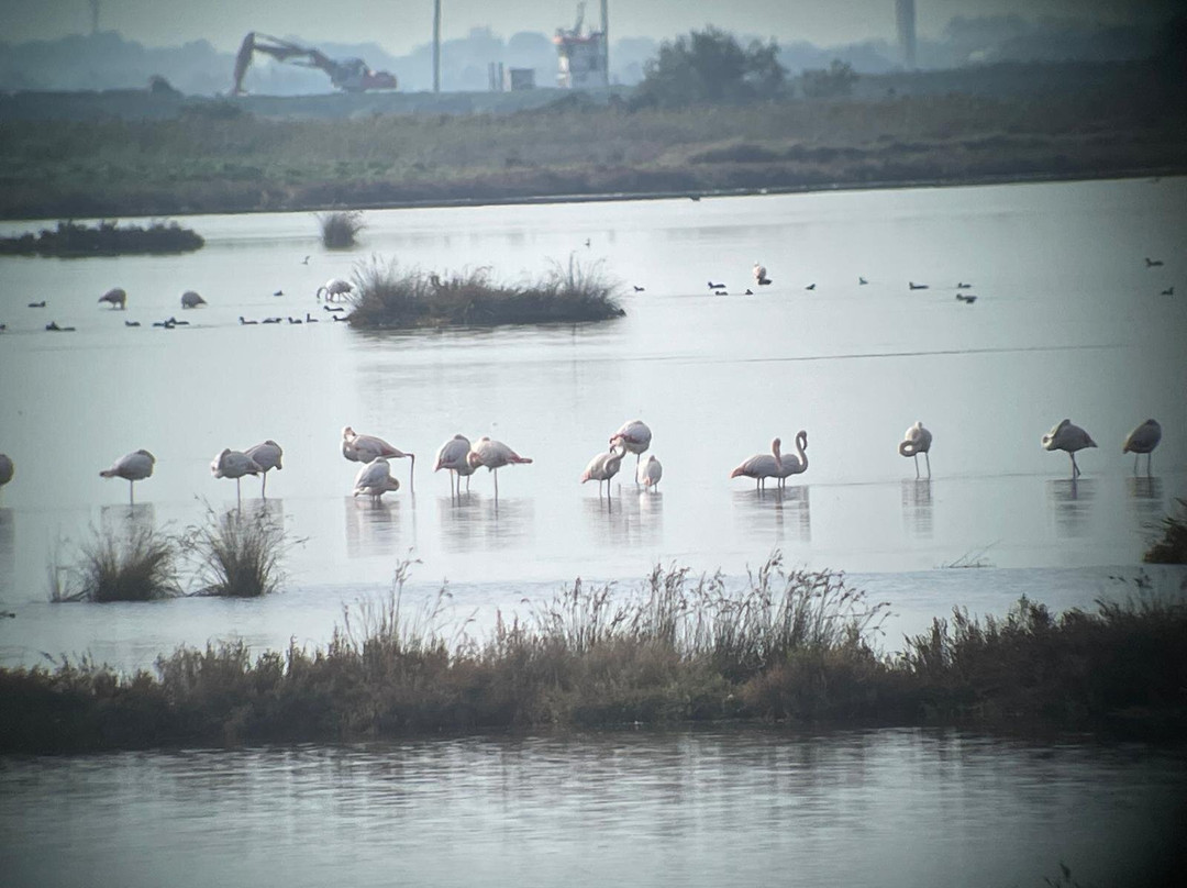 Birding In Italy-Capolona必去景点