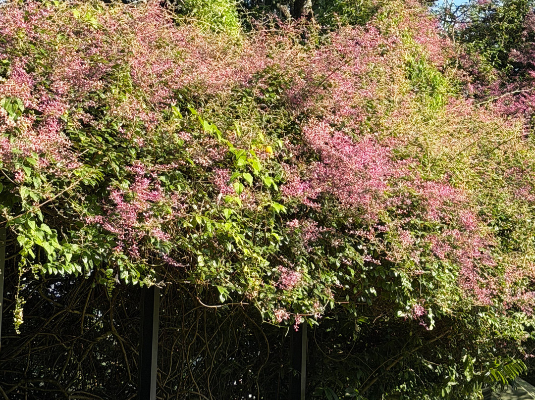 Kings Pavilion主图