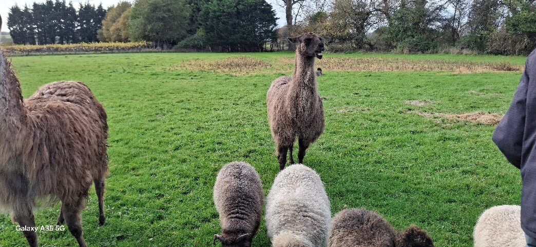 Glyndwr Vineyard-卡迪夫必去景点