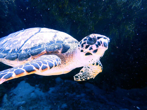 Sharky's Scuba Cozumel-San Miguel de Cozumel必去景点