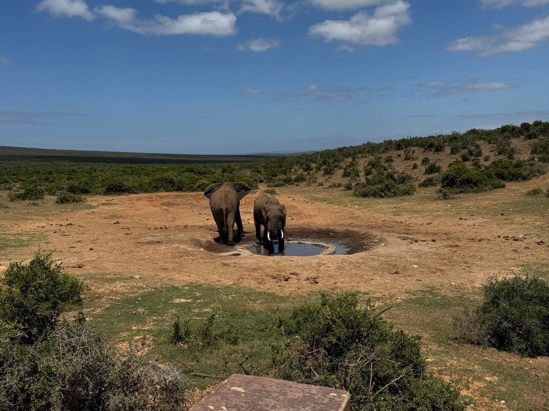 Addo Park Safaris-Colchester必去景点